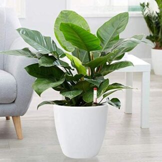 Poly Garden / Double Layer Self watering flower pot Round 7" with water indicator
